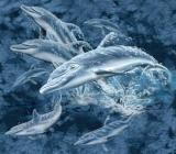 17 дельфинов.